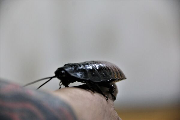 Yem ihtiyacından hamam böceği üretmeye başladı - Sputnik Türkiye