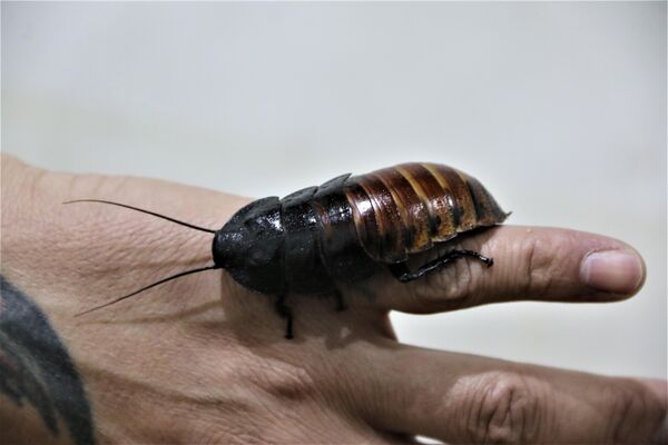 Yem ihtiyacından hamam böceği üretmeye başladı - Sputnik Türkiye