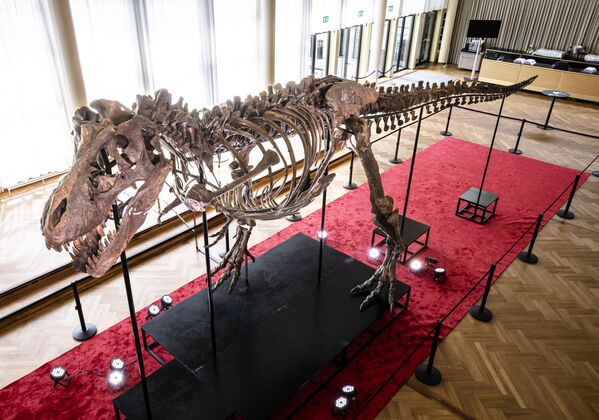 İsviçre'de dev dinozor iskeleti açık artırmaya çıkarılacak - Sputnik Türkiye