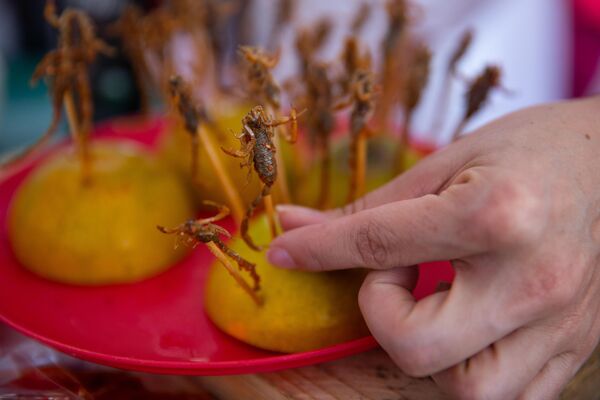 Festivalde, böcek yemeklerinin nasıl hazırlandığına dair atölye çalışmaları ve seminerler de düzenlendi. - Sputnik Türkiye