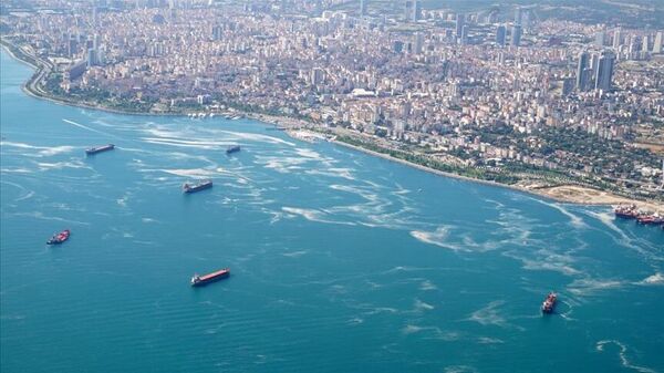 Marmara Denizi'nde balıklara denizanası tehdidi - Sputnik Türkiye