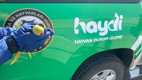 Anadolu Otoyolu'nun Bolu kesiminde durdurulan yolcu otobüsünde, 9 istilacı yeşil papağan ele geçirildi. - Sputnik Türkiye
