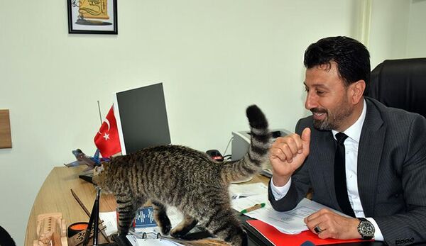 Milli Eğitim Müdürlüğü’nün maskotu kedi ‘Mebbis’ - Sputnik Türkiye