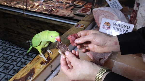 Kasabın papağanı sadece, kilosu 22 bin liradan satılan eti yiyor - Sputnik Türkiye