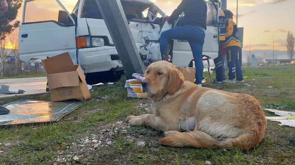 Köpek, kaza yapan ve araçta sıkışan sahibinin yanından ayrılmadı - Sputnik Türkiye