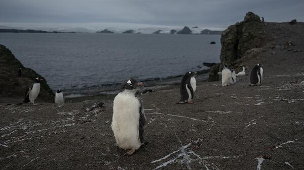 Türk bilim insanları Antarktika'da kirliliğin izini sürüyor - Sputnik Türkiye