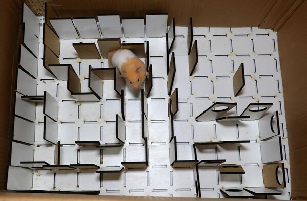 Meraklı hamsterlar depremde hayat kurtarabilir - Sputnik Türkiye