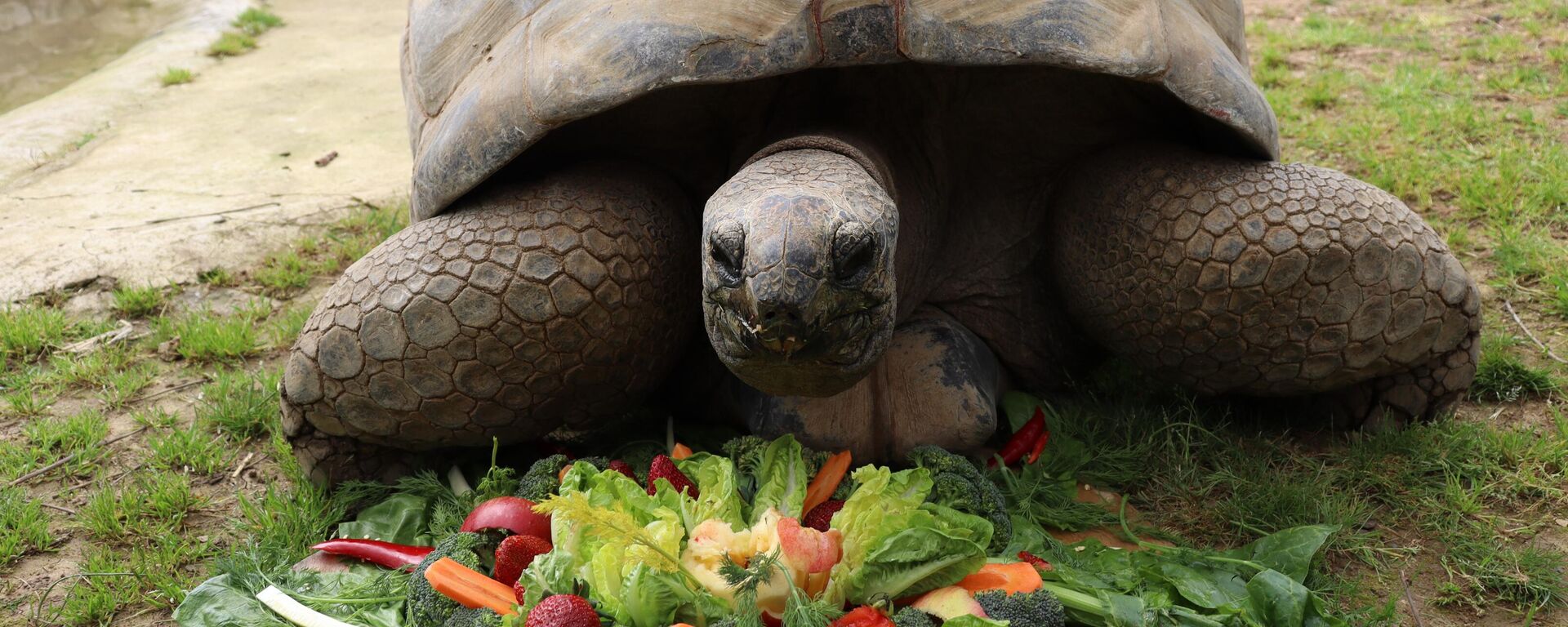 Kocaeli'nin Darıca ilçesindeki Faruk Yalçın Hayvanat Bahçesi'nin en yaşlı sakini kaplumbağa Tuki'nin 103. yaş günü kutlandı. Türkiye'nin en yaşlı kaplumbağası olarak bilinen ve nesli tükenme tehlikesi altındaki türlerden olan dev Aldabra kaplumbağası Tuki için doğum günü etkinliği düzenlendi - Sputnik Türkiye, 1920, 16.04.2023
