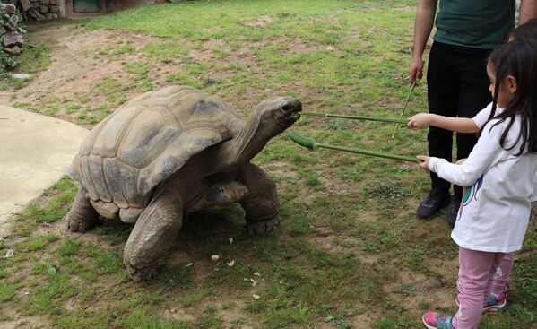 Tuki&#x27;nin nesli tükenme tehlikesinde olan bir canlı olduğunu ifade eden Özgü, “Bugün dev kaplumbağamız Tuki’nin doğum günüydü. Parkımıza gelen ziyaretçilerimiz ve bakıcı ekibimizle beraber Tuki’nin doğum gününü kutladık. Kutlama esnasında ziyaretçilerimize Tuki hakkında bilgi verdik. Daha sonra bakıcılarımızın hazırladığı özel doğum günü pastasını Tuki’ye verdik&#x27;&#x27; dedi. - Sputnik Türkiye