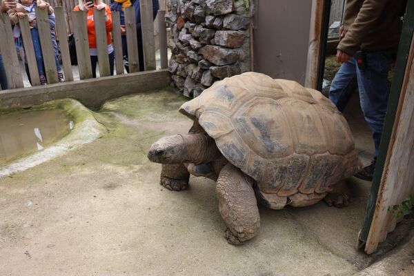 Tuki&#x27;nin doğum günü sürprizine hayvanat bahçesine gelen ziyaretçilerde yoğun ilgi gösterdi. - Sputnik Türkiye
