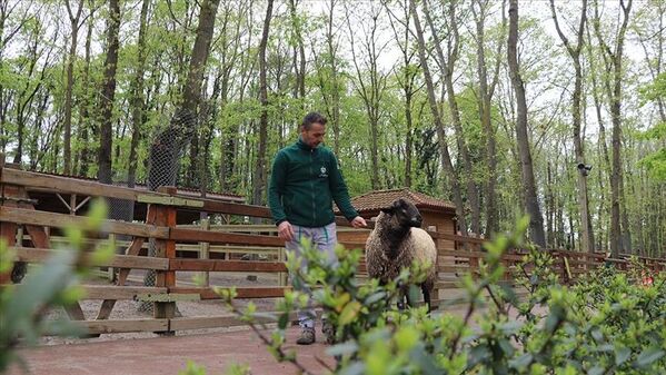 Koyun ile bakıcısının dostluğu: 'Ona hayvan diyemem, benim arkadaşım' - Sputnik Türkiye