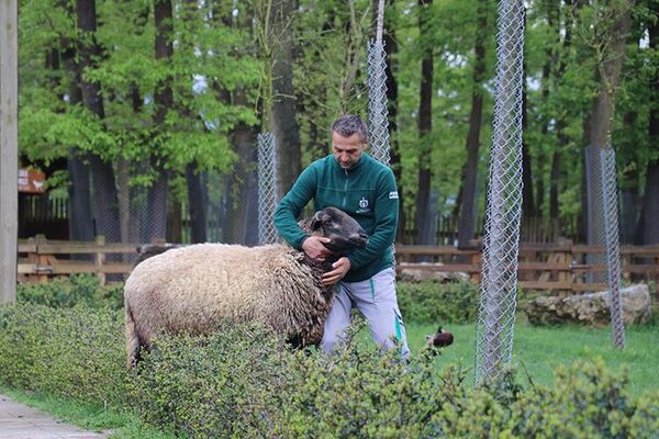 Koyun ile bakıcısının dostluğu: 'Ona hayvan diyemem, benim arkadaşım' - Sputnik Türkiye