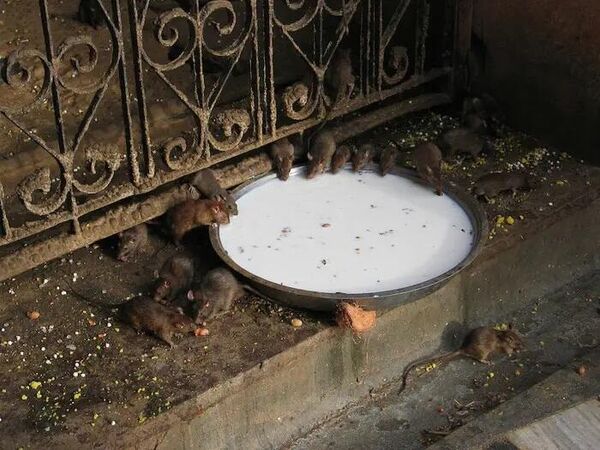 
Hindistan'ın 'kutsal fareler' tapınağı: Süt getirmek sevap
 - Sputnik Türkiye