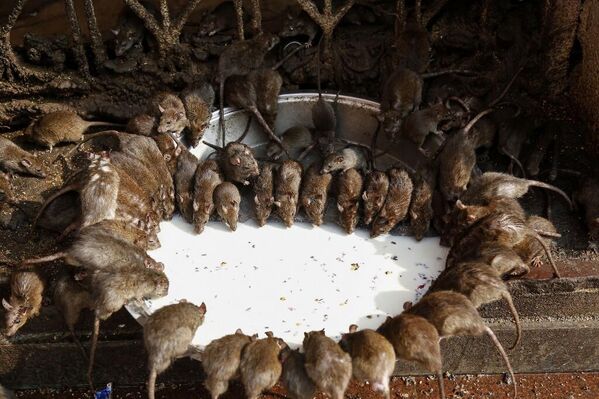 Hindistan'ın 'kutsal fareler' tapınağı: Süt getirmek sevap
 - Sputnik Türkiye