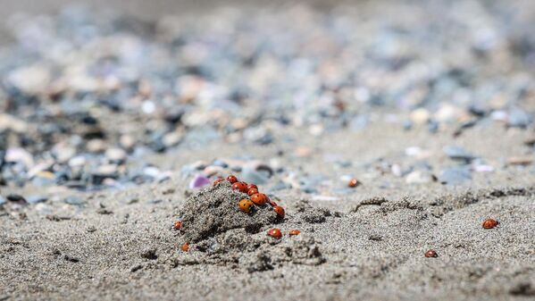 Deniz kaplumbağalarının yumurtlama alanında uğur böceği yoğunluğu - Sputnik Türkiye