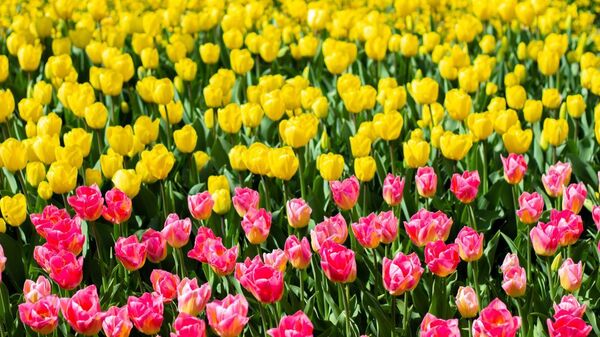 Hollanda'da dünyanın en büyük lale bahçelerinden Keukenhof, kapılarını ziyaretçilere açtı - Sputnik Türkiye