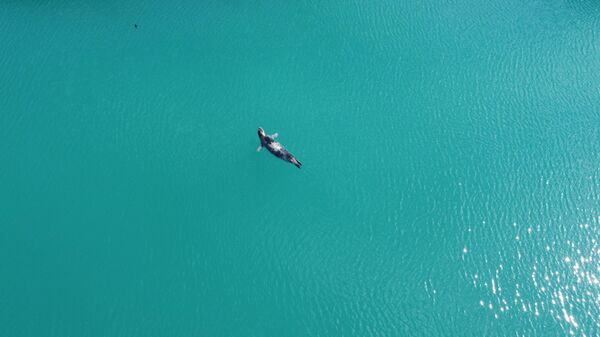 Nesli tükenme tehlikesi altında olan bir  Akdeniz foku, Mersin Erdemli Balıkçı Barınağının ortasında önce güneşlendi, ardından da teknelerin arasında dinlenmeye çekildi. O anlar İhlas Haber Ajansı tarafından dron ile görüntülendi. - Sputnik Türkiye