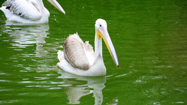 Doğal yaşam parkındaki pelikanın midesinden pet şişe çıktı - Sputnik Türkiye