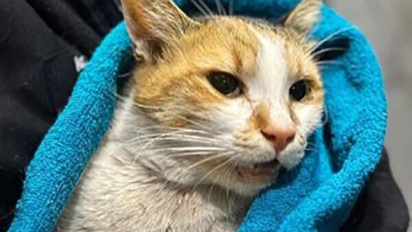 Vezneciler Metro Durağı'nın sembolü haline gelen 'Patates' isimli kedi - Sputnik Türkiye