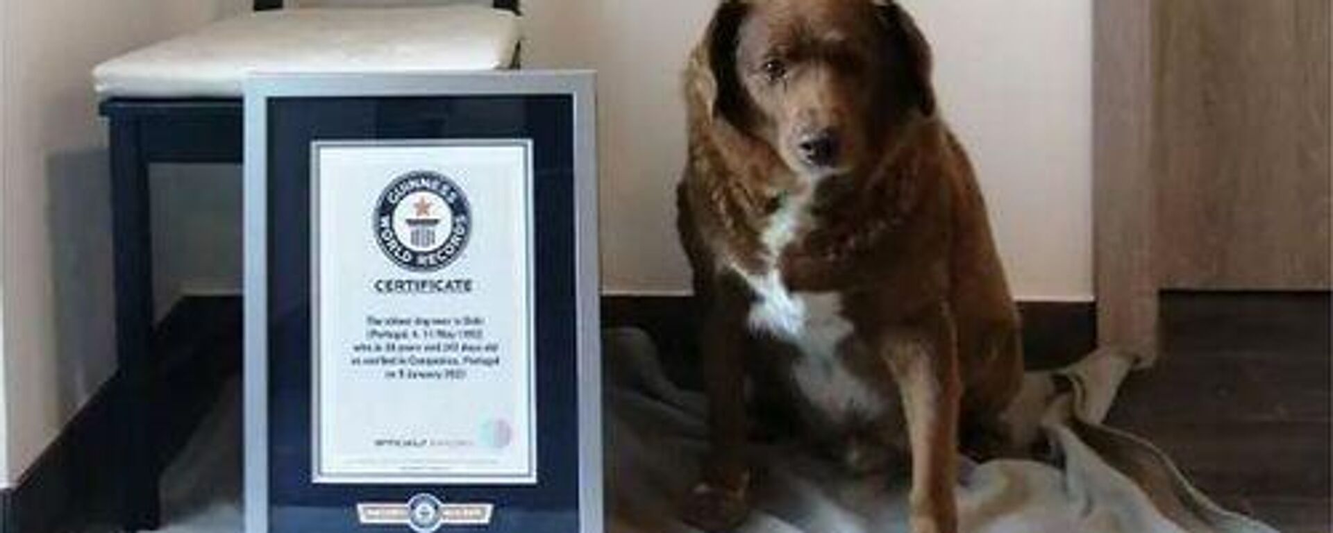 11 Mayıs 1992 doğumlu Bobi, Guinness Dünya Rekorları'nın gelmiş geçmiş en yaşlı köpek sertifikasıyla poz verirken - Sputnik Türkiye, 1920, 12.05.2023