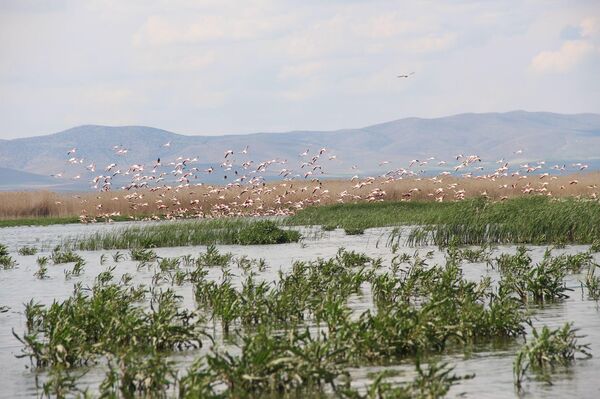 Allı turna olarak da bilinen flamingolar göç yolunda konakladıkların Eber Gölü’nde dron ile görüntülendi.  - Sputnik Türkiye