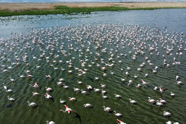 Emir Dağları ve Sultan Dağları arasında 967 metre yükseklikte, 125 kilometrekare alana sahipEberGölü, başta flamingolar olmak üzere birçok canlıya ev sahipliği yapıyor. - Sputnik Türkiye