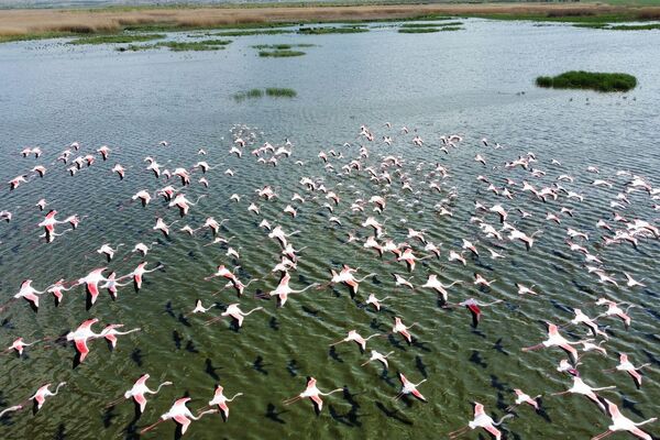 Flamingolargölün Afyonkarahisar’ın Bolvadin sınırları içerisinde kalan kısmında görüntülendi. - Sputnik Türkiye