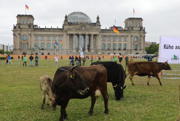 Schleswig Holstein eyaletinde çiftçilik yapan Matthias Stührwoldt da &quot;Olağanüstü bir eylem. Benim inekler yaklaşık 4 haftadan beri merada ve sadece sağmak için içeriye (ahıra) alıyorum. Bunun ihmal edilmiş bir konu olduğunu düşünüyorum. Meradaki inek herkes için iyidir. Bu eylemi duyduğumda &#x27;Oraya gitmem lazım&#x27; dedim. Federal Meclis (Reichstag) binasının önündeki çimenlik alanda inekler, olağanüstü bir resim&quot; değerlendirmesinde bulundu. - Sputnik Türkiye
