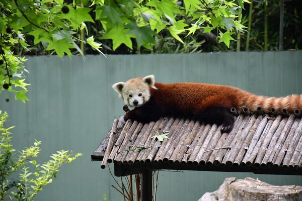 Nesli tükenme tehdidi altında olan dişi kızıl pandayla çiftleştirilmek üzere Macaristan'ın Nyıregyhaza kentindeki Sosto Zoo'dan getirilen erkek kızıl panda, 20 günlük karantina sürecinin ardından dişi pandanın bulunduğu alana konuldu. - Sputnik Türkiye