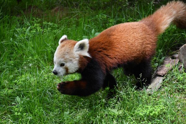 Kızıl pandaların bakıcısı Yasin Yurtlu, erkek kızıl pandanın 1 ay önce getirildiğini, karantina sürecinin ardından 10 gün önce yaşam alanına alındığını dile getirdi. - Sputnik Türkiye