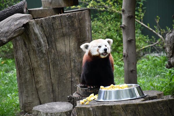 Yurtlu, 11 yaşında olan dişi pandanın 2018'den bu yana Bursa Hayvanat Bahçesinde olduğunu belirterek Yeni gelen erkek pandamız henüz 2 yaşında dedi. - Sputnik Türkiye