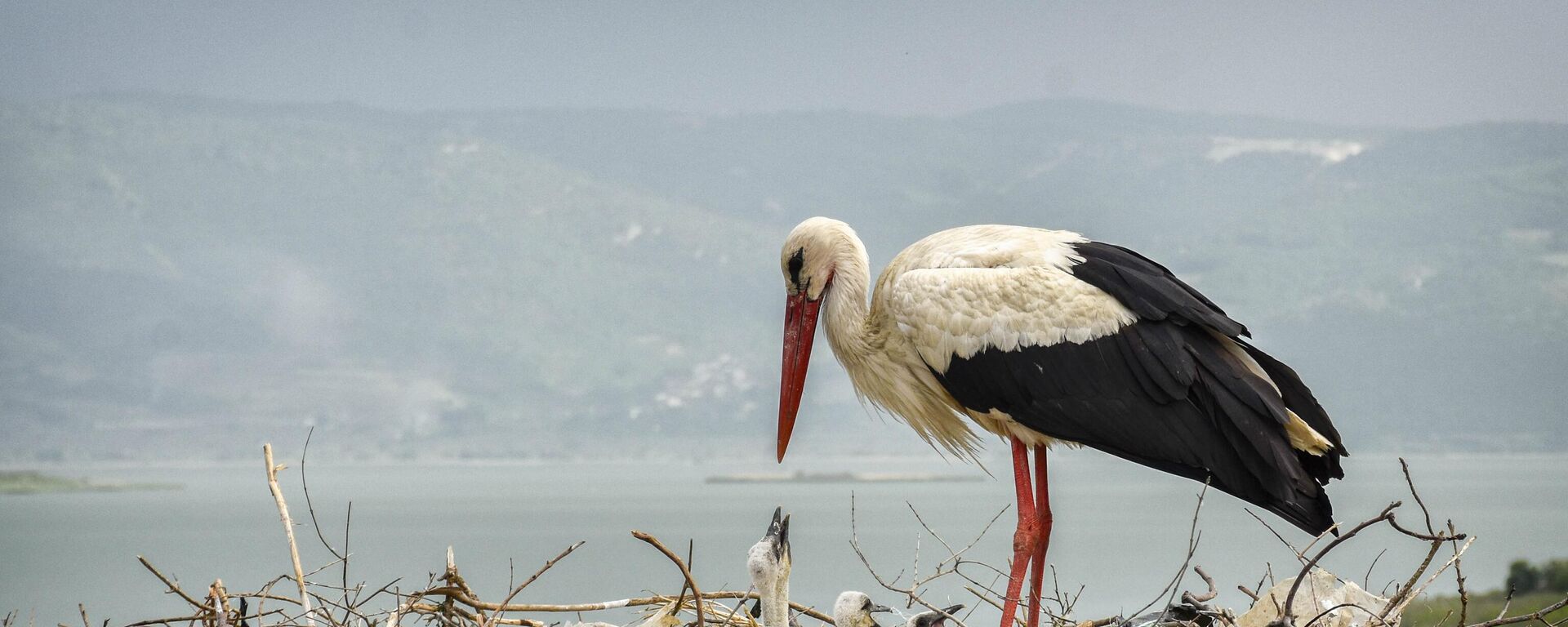 Yaren leylek göl manzaralı yeni yuvasında yavrularıyla görüntülendi - Sputnik Türkiye, 1920, 15.03.2025