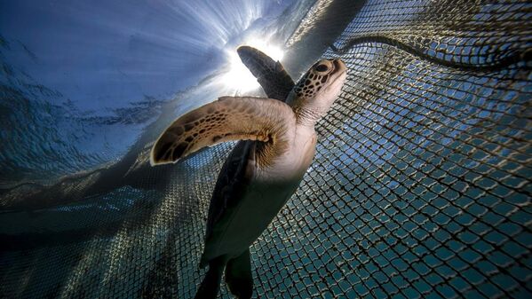 Panama'da deniz kaplumbağalarına yasal haklar verildi - Sputnik Türkiye