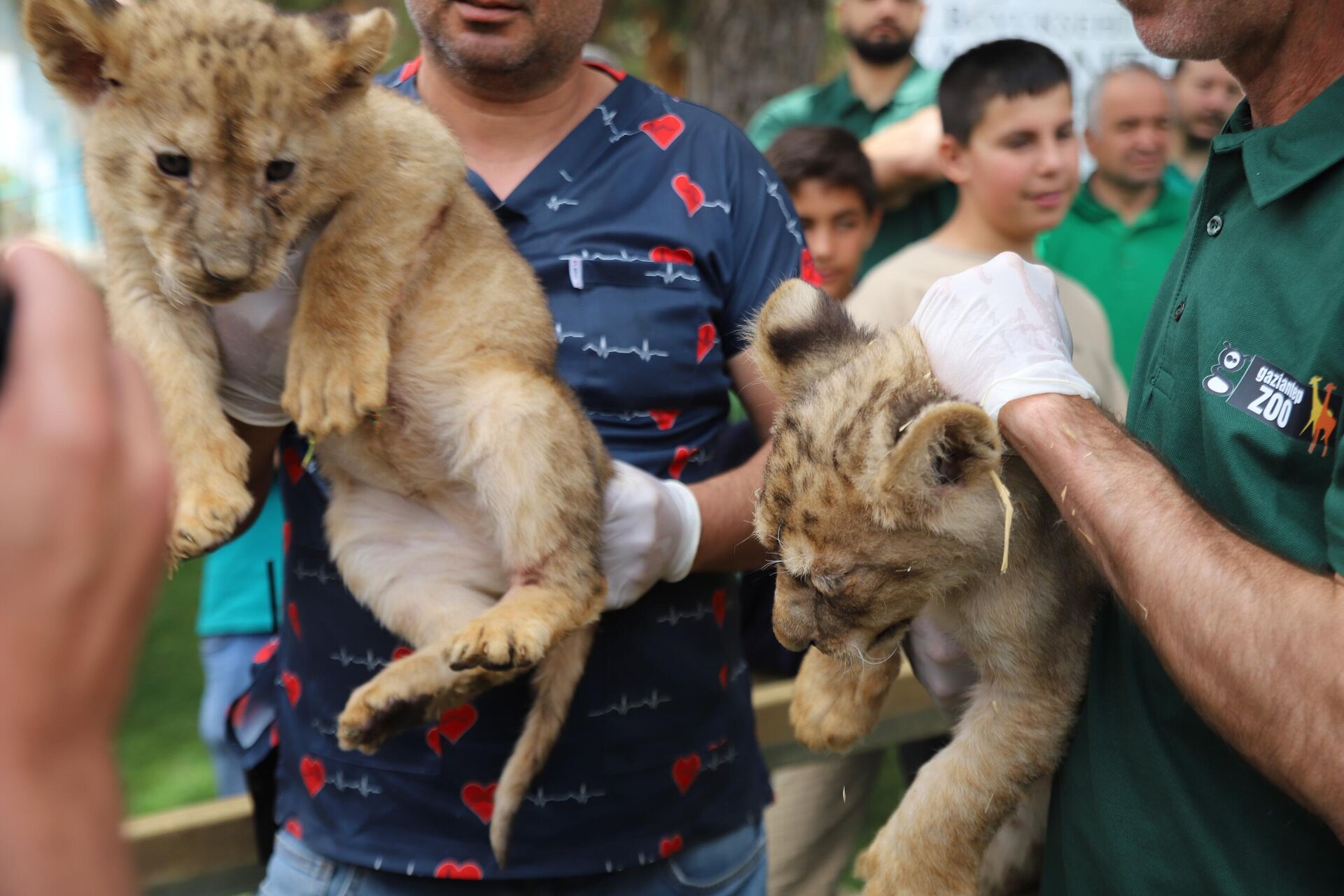 Sudan Cumhurbaşkanı tarafından 4 yıl önce Cumhurbaşkanı Recep Tayyip Erdoğan'a hediye edilen ve Gaziantep Hayvanat Bahçesinde bulunan 4 aslandan biri dördüz doğurdu. - Sputnik Türkiye, 1920, 31.05.2023