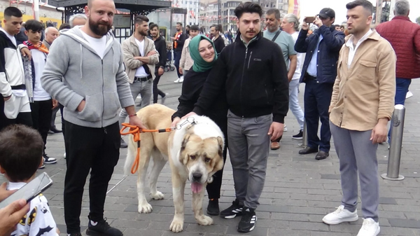 Şampiyon dev köpekten Taksim'de 'şeref yürüyüşü' - Sputnik Türkiye