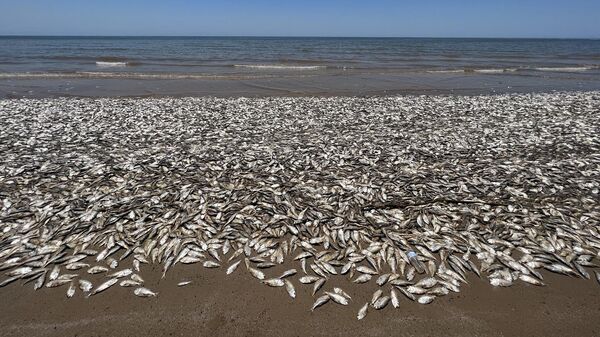 ABD'nin Texas körfezi sahillerinde binlerce ölü balık, kıyıya vurdu - Sputnik Türkiye