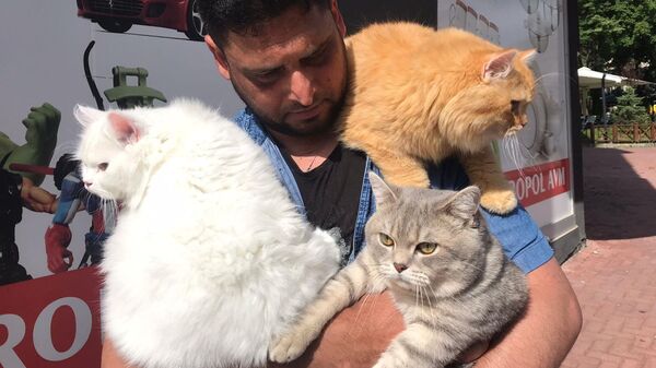 4 kedisini her gün omzunda gezintiye çıkarıyor - Sputnik Türkiye