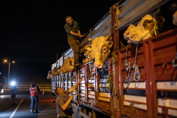 Kurban hizmetleri tebliğinin yayınlanmasıyla beraber İstanbul&#x27;a kurbanlık hayvan giriş tarihinin belli olduğunu belirten Karaca, &quot;13 Haziran itibarıyla girişlere izin veriyoruz. Denetim noktalarımızı oluşturduk. Hayvan pazarlarının satış ve kesim yerlerinin gerekli şartları sağlayıp sağlamadıklarını komisyonlarımız denetledikten sonra izinlendirme çalışmalarını yaptık. Hemen hemen bitmek üzere o çalışmalarımız. Şu anda hayvan girişlerimiz başladı&quot; dedi. - Sputnik Türkiye