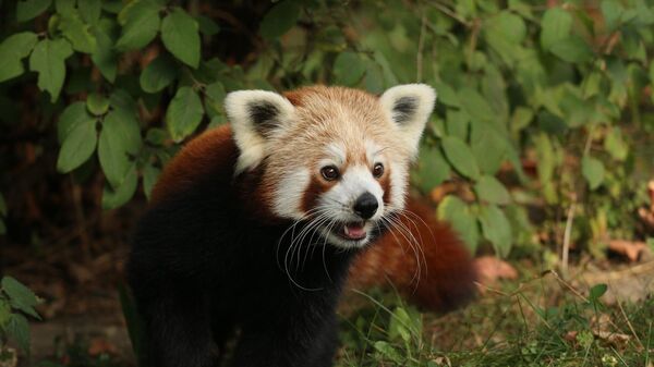 Polonya'nın kuzeyindeki liman şehri Gdansk'taki hayvanat bahçesinden kaçan kızıl pandanın yalnız kalmak için bunu yapmış olabileceği belirtildi. - Sputnik Türkiye