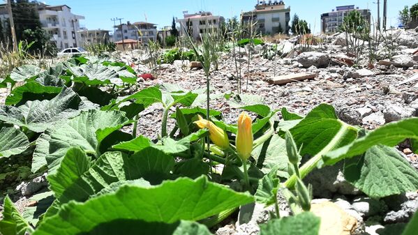 Adıyaman'da yıkılan binaların enkazında bitkiler yeşerdi - Sputnik Türkiye