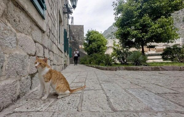Karadağ'ın kediler kenti: Kotor
 - Sputnik Türkiye
