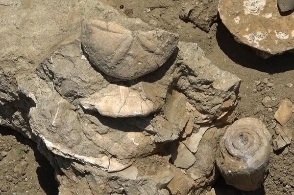 Muş'ta 20 milyon yıl öncesine ait olduğu tespit edilen deniz canlılarına ait fosiller bulundu. Anadolu'nun son sıcak denizine ait olduğu tahmin edilen fosillerin incelenmek için paleontologlara gönderileceği belirtildi. - Sputnik Türkiye