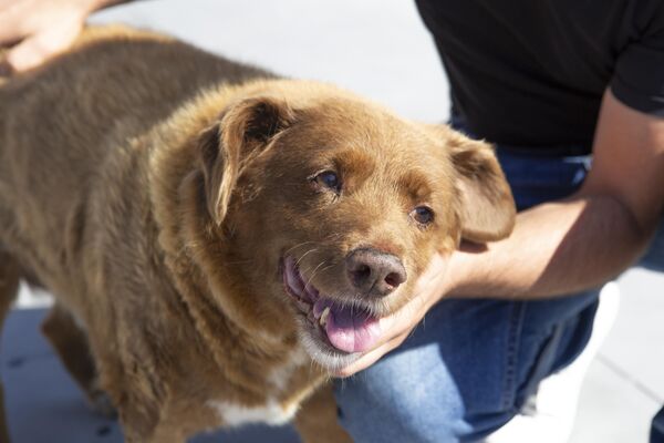 Dünyanın en yaşlı köpeği Bobi, Guinness Rekorlar Kitabı&#x27;na girdi. - Sputnik Türkiye