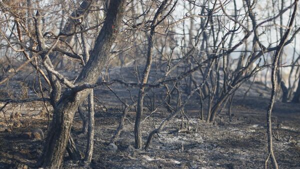 Adana’da ormanlık alan çıkan yangında 25-30 hektar alan zarar görürken yangın kontrol altına alındı.  - Sputnik Türkiye