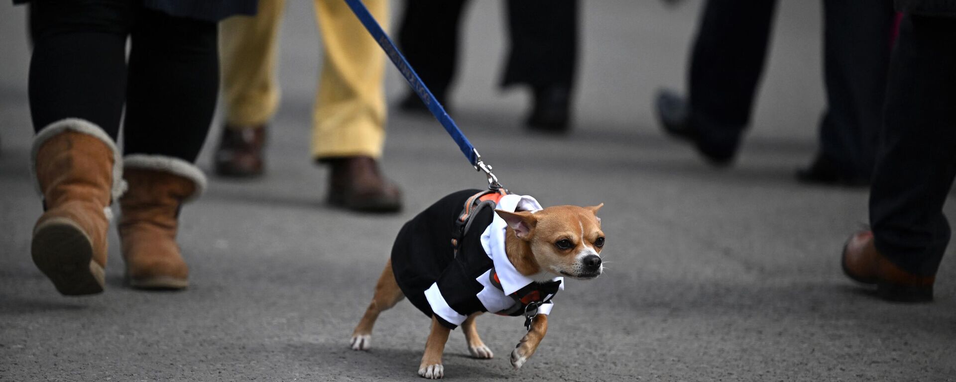 Evcil hayvan - köpek  - Sputnik Türkiye, 1920, 19.07.2023