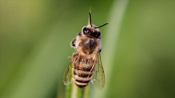 Arı Adam - Sputnik Türkiye