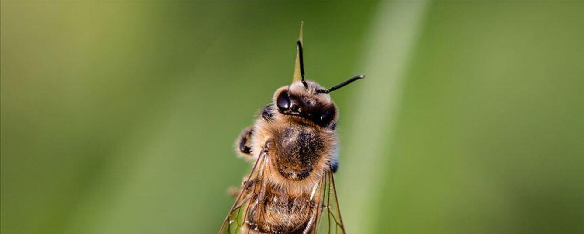 Arı Adam - Sputnik Türkiye, 1920, 12.11.2025