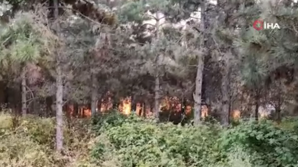 İstanbul'da orman yangını: Çok sayıda itfaiye ekibi sevk edildi - Sputnik Türkiye