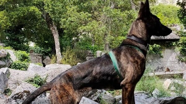 Türkiye'de nadir bulunan köpek barınaktan kaçmıştı: 88 saat sonra bulundu - Sputnik Türkiye