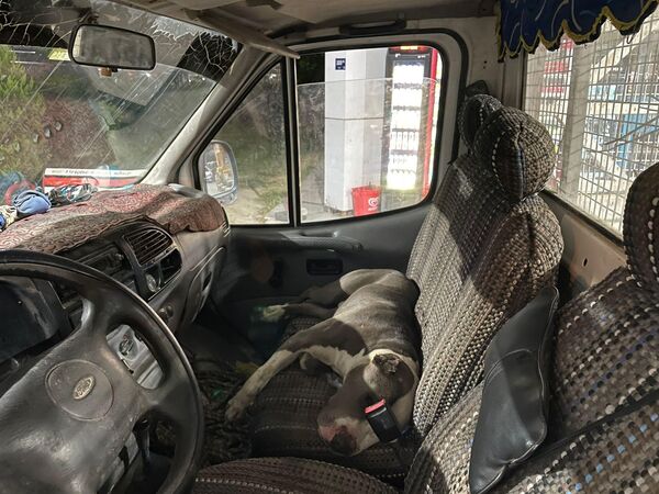 Aydın'da Pitbull cinsi köpeğin girdiği kamyonetin sürücüsü saatlerce yardım bekledi
 - Sputnik Türkiye